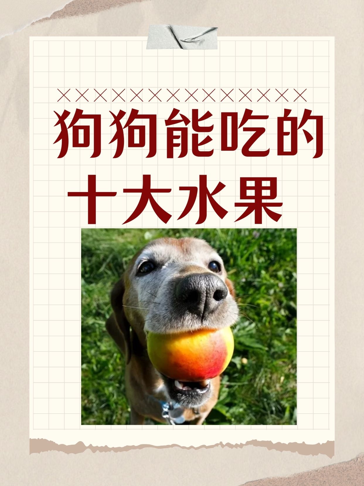 狗狗能吃芒果不(狗狗能吃芒果不消化吗) 狗狗能吃芒果不(狗狗能吃芒果不消化吗)