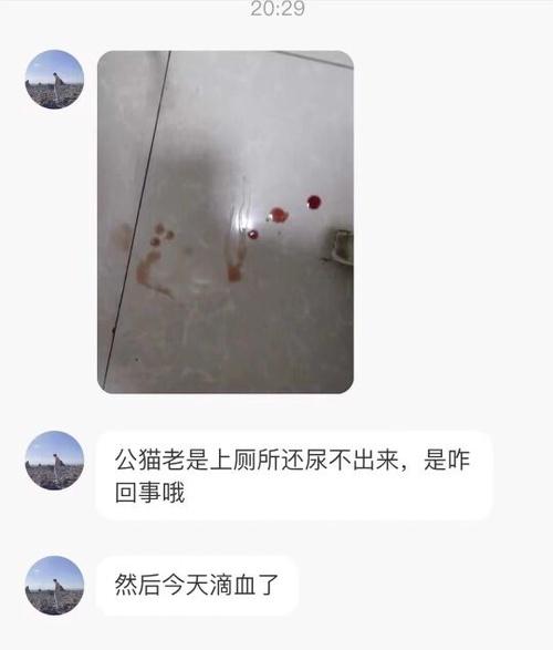 母猫下面流血是怎么回事(母猫下体流血了是怎么回事) 母猫下面流血是怎么回事(母猫下体流血了是怎么回事)
