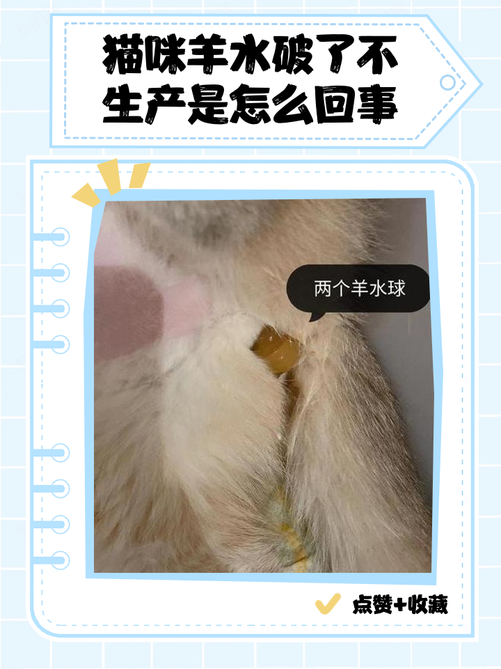 母猫下面流血是怎么回事(母猫下体流血了是怎么回事) 母猫下面流血是怎么回事(母猫下体流血了是怎么回事)
