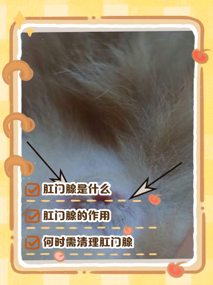 猫咪肛门口有个白色米粒(猫咪肛门口有个白色米粒状的东西) 猫咪肛门口有个白色米粒(猫咪肛门口有个白色米粒状的东西)