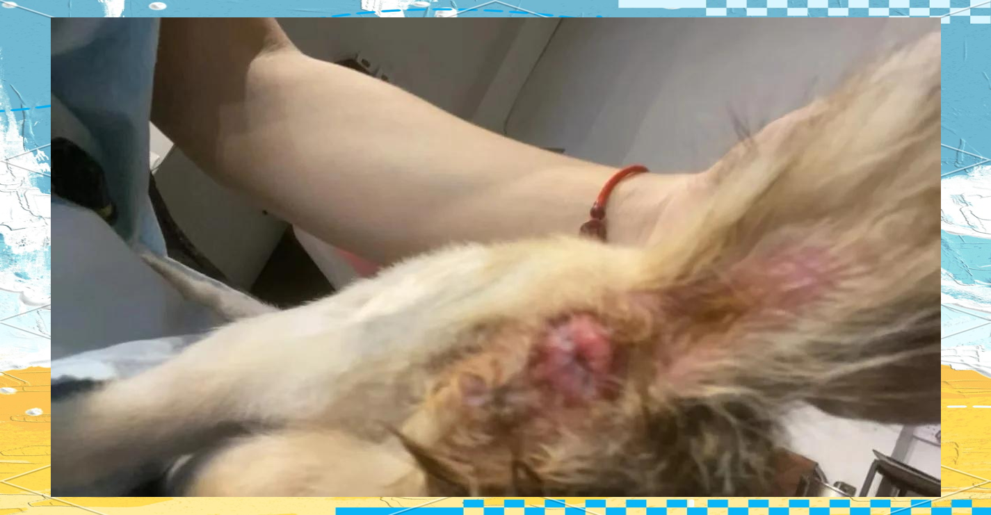 猫咪肛门口有个白色米粒(猫咪肛门口有个白色米粒状的东西) 猫咪肛门口有个白色米粒(猫咪肛门口有个白色米粒状的东西)