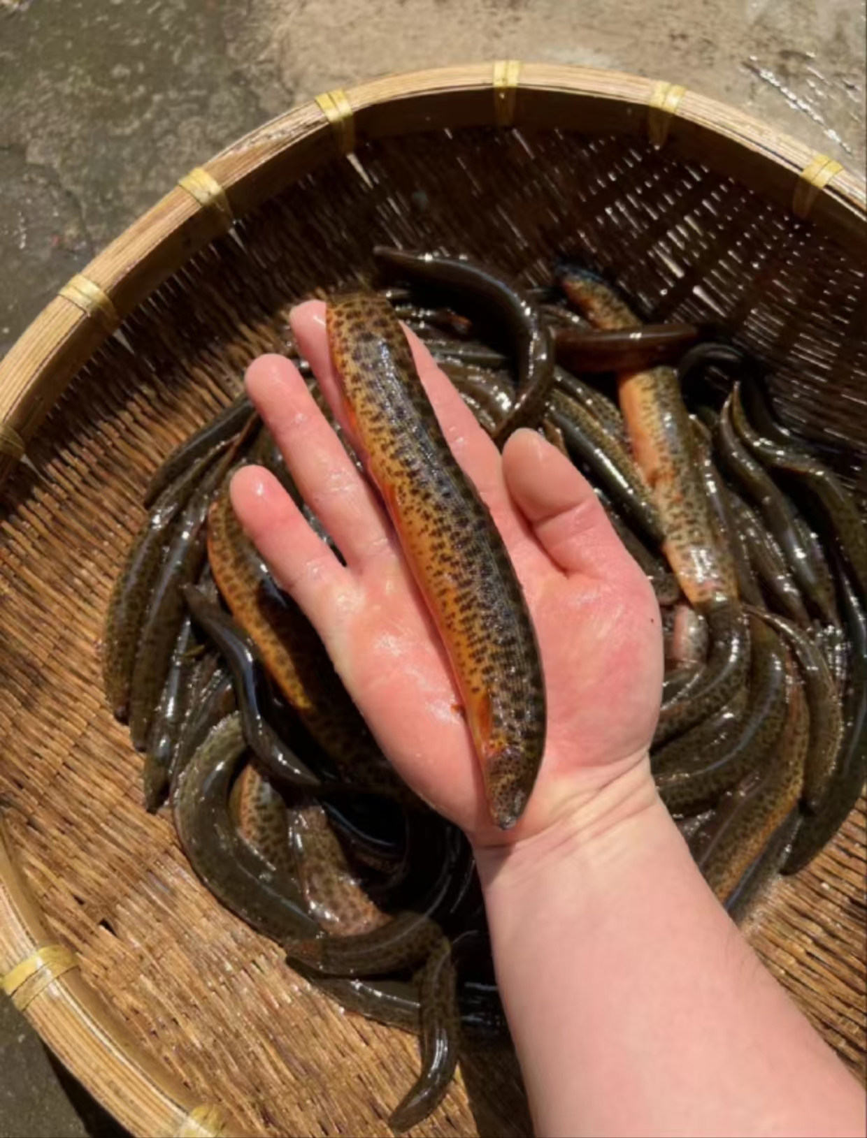 家里养泥鳅吃什么食物(家里养泥鳅吃什么食物好)