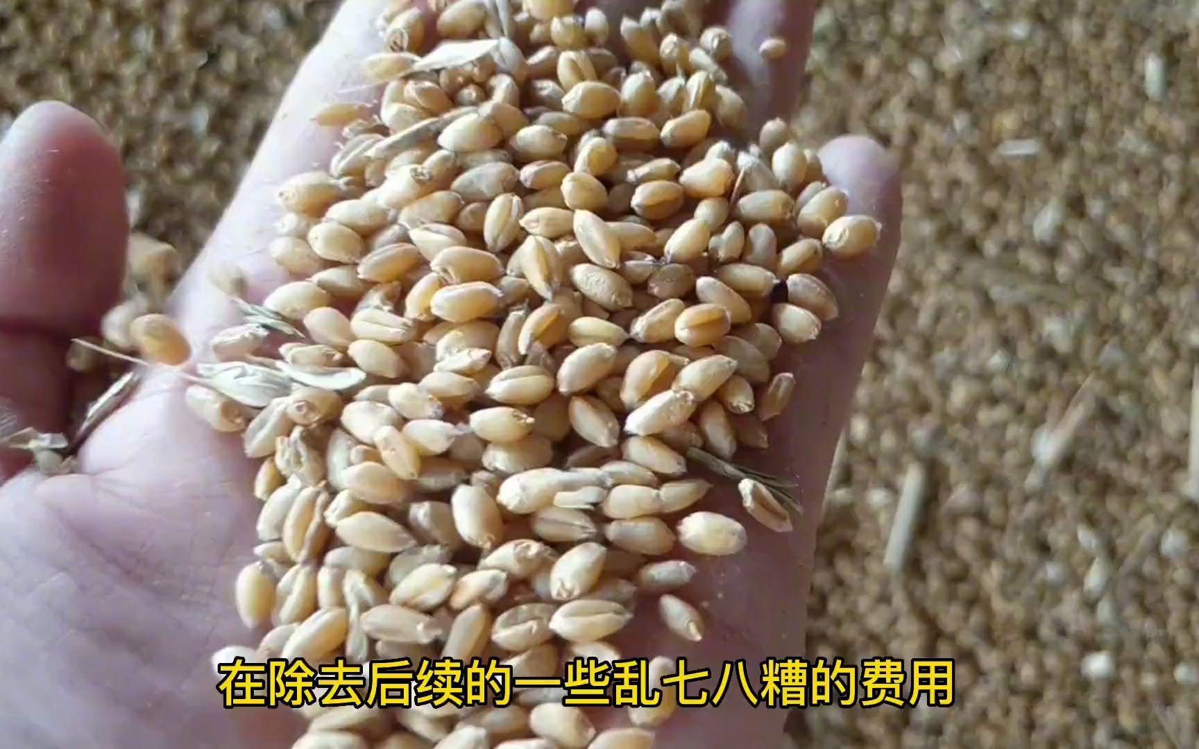 小麦收购价2022年(当前小麦收购价格是多少) 小麦收购价2022年(当前小麦收购价格是多少)