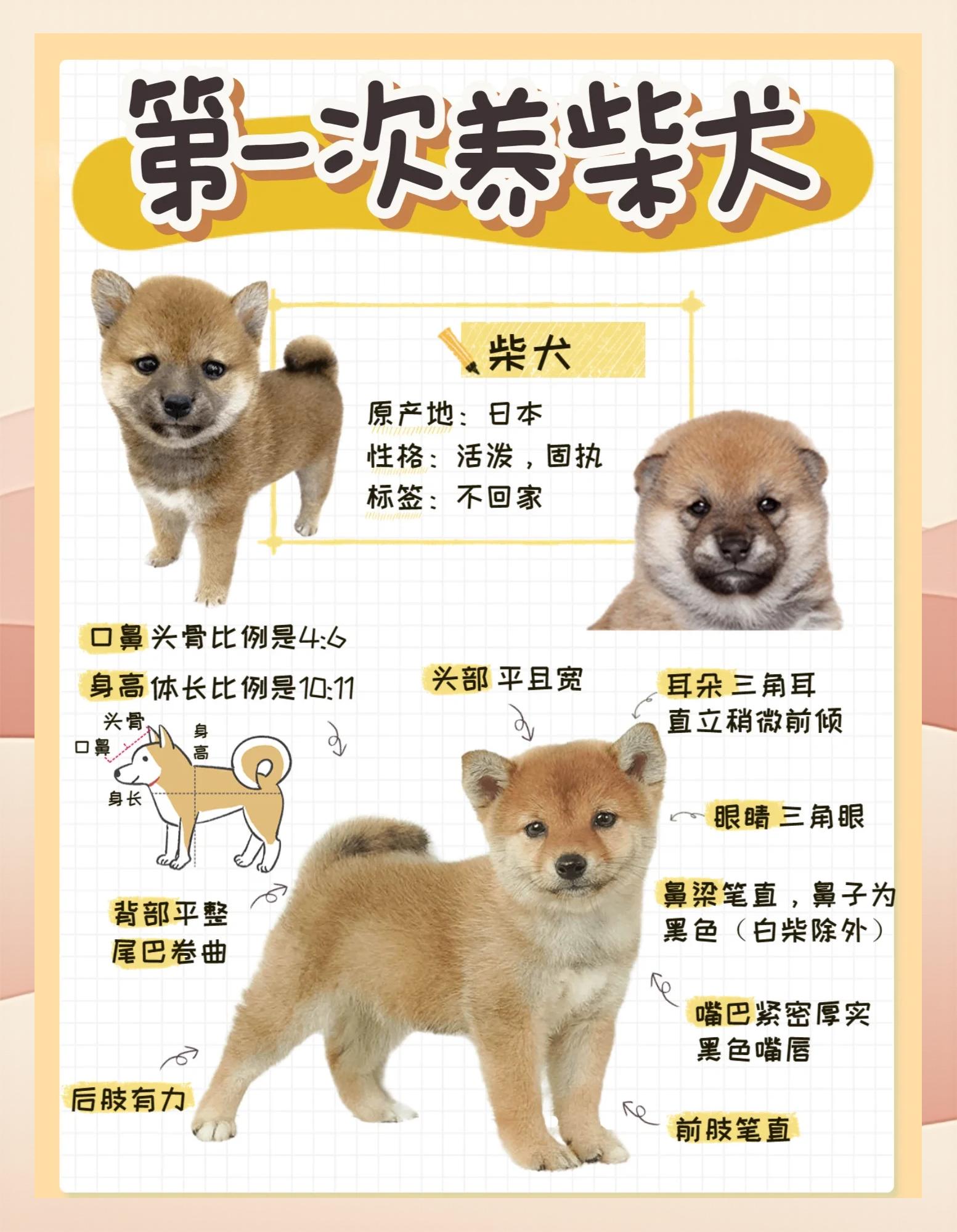 柴犬的智商相当于人几岁(柴犬的智商相当于人几岁?怎么训练它才能让它更听话?)