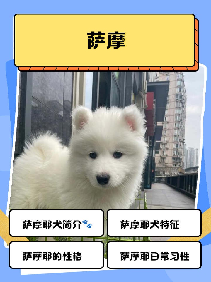 萨摩耶犬智商(萨摩耶犬智商几岁) 萨摩耶犬智商(萨摩耶犬智商几岁)