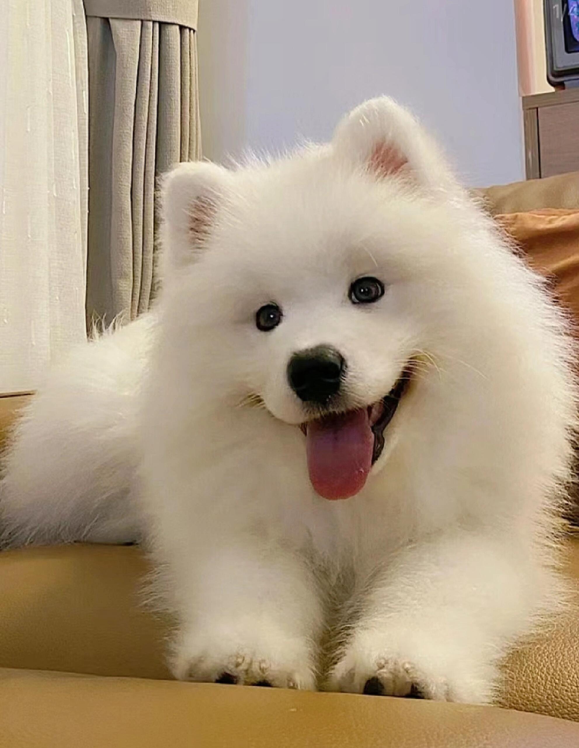萨摩耶犬智商(萨摩耶犬智商几岁) 萨摩耶犬智商(萨摩耶犬智商几岁)