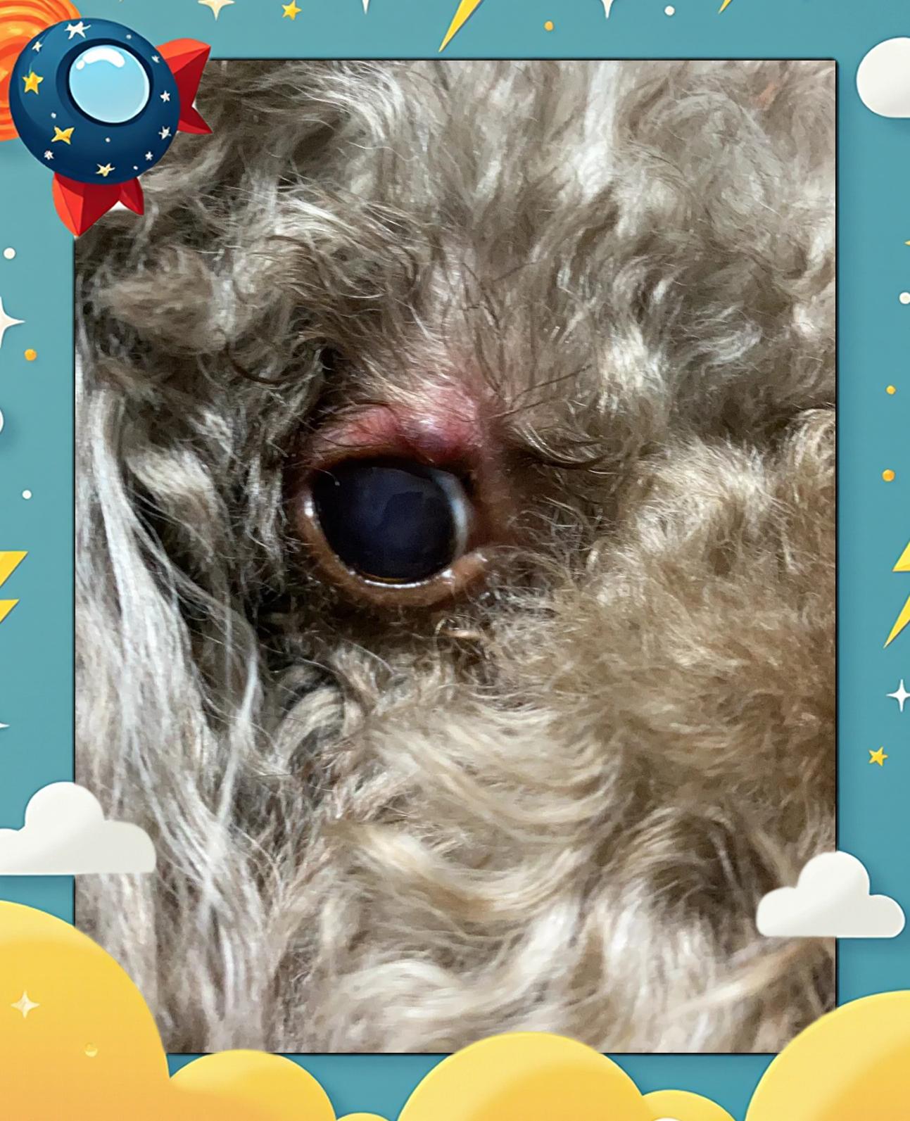 狗狗眼睛里有线虫怎么办(狗狗眼睛里有线虫什么症状) 狗狗眼睛里有线虫怎么办(狗狗眼睛里有线虫什么症状)