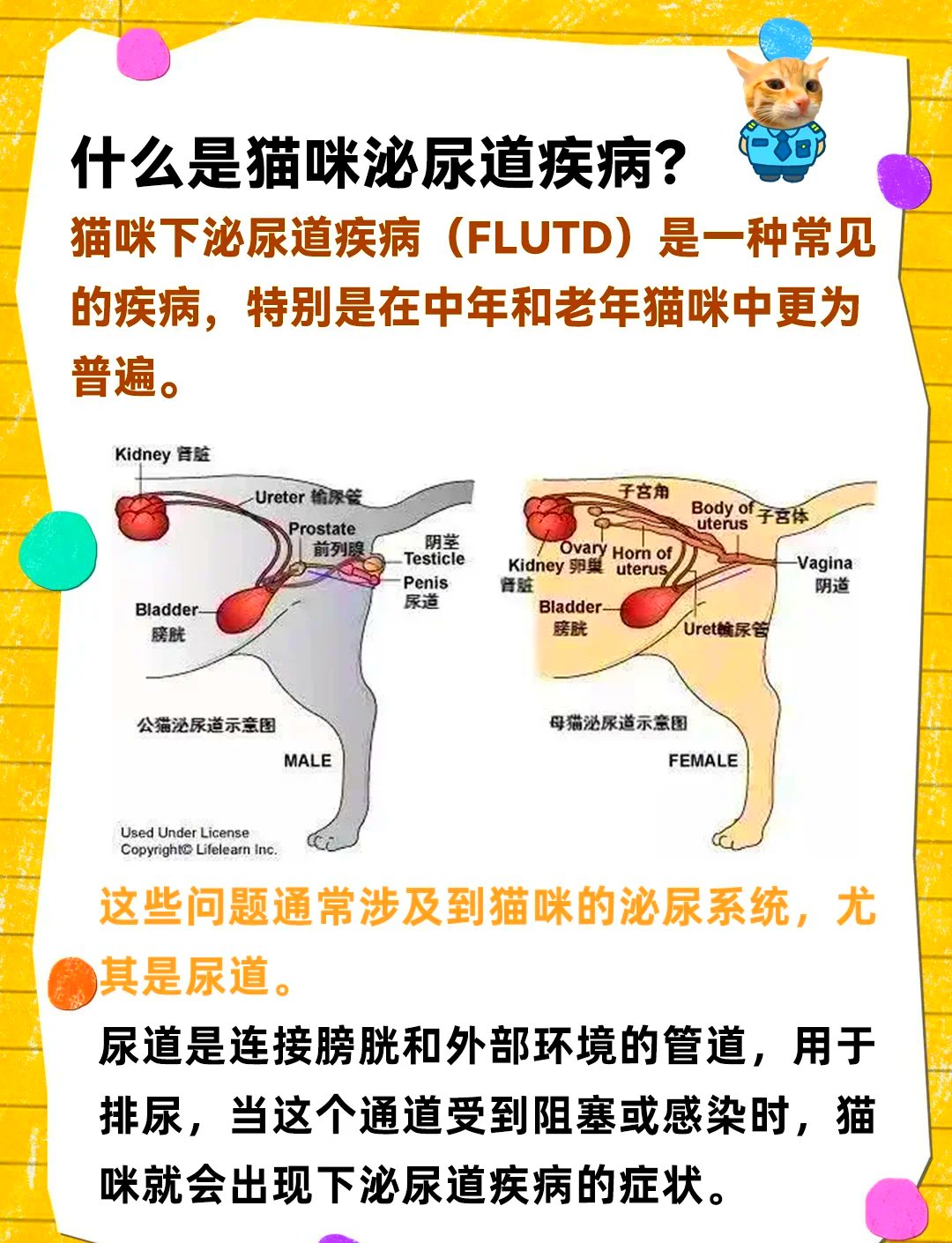 怎样防止公猫到处乱尿(用什么办法防止公猫到处抖尿)