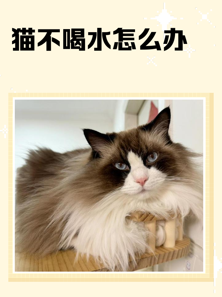 猫咪怎么算频繁喝水(怎么判断猫咪喝水多不多) 猫咪怎么算频繁喝水(怎么判断猫咪喝水多不多)