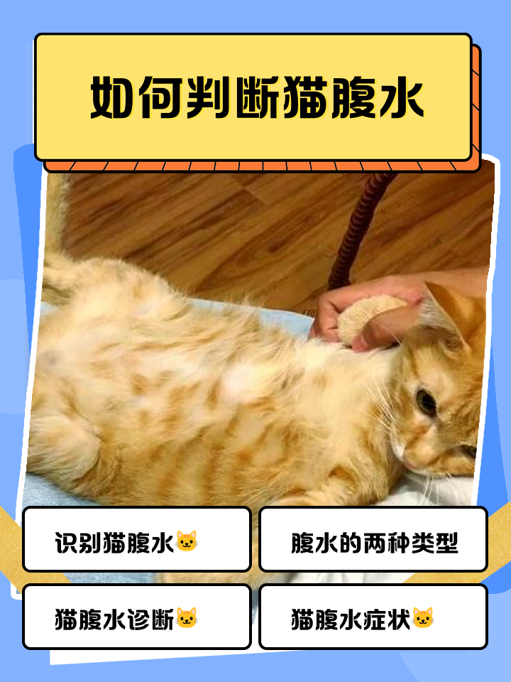 猫咪怎么算频繁喝水(怎么判断猫咪喝水多不多) 猫咪怎么算频繁喝水(怎么判断猫咪喝水多不多)