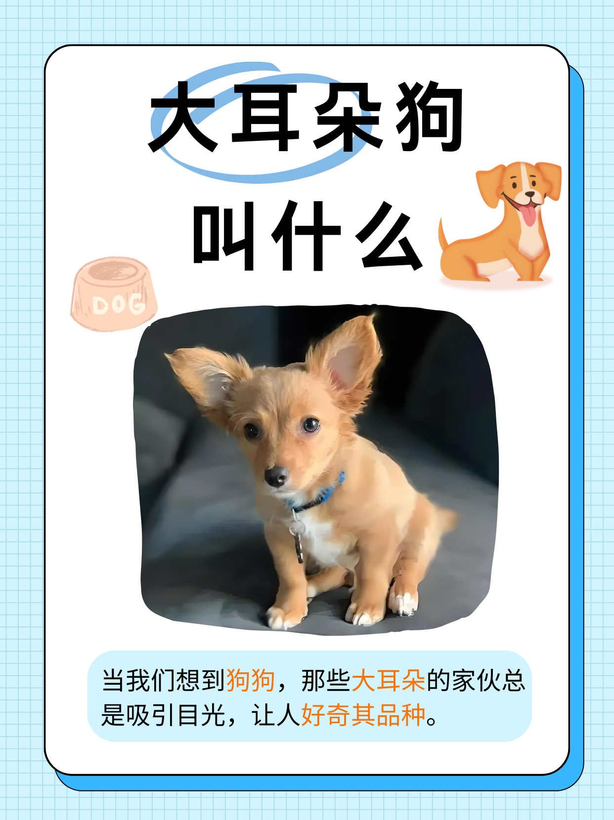 耳朵下垂的狗品种大全(耳朵下垂的狗品种大全腊肠犬) 耳朵下垂的狗品种大全(耳朵下垂的狗品种大全腊肠犬)