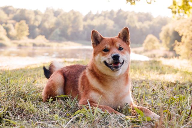 柴犬是中华田园犬的一种吗(柴犬是中华田园犬的一种吗图片) 柴犬是中华田园犬的一种吗(柴犬是中华田园犬的一种吗图片)