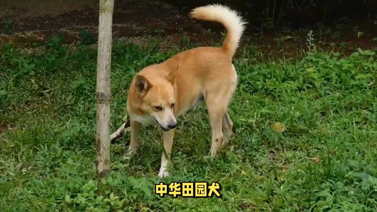 柴犬是中华田园犬的一种吗(柴犬是中华田园犬的一种吗图片) 柴犬是中华田园犬的一种吗(柴犬是中华田园犬的一种吗图片)