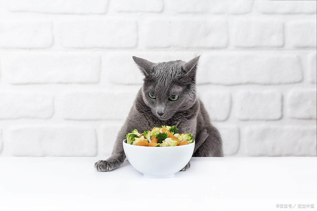 猫吃葱(猫吃葱叶要阻止吗) 猫吃葱(猫吃葱叶要阻止吗)