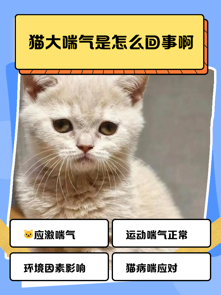 猫咪呼吸声像有痰呼噜(猫咪呼吸声像有痰呼噜正常吗) 猫咪呼吸声像有痰呼噜(猫咪呼吸声像有痰呼噜正常吗)
