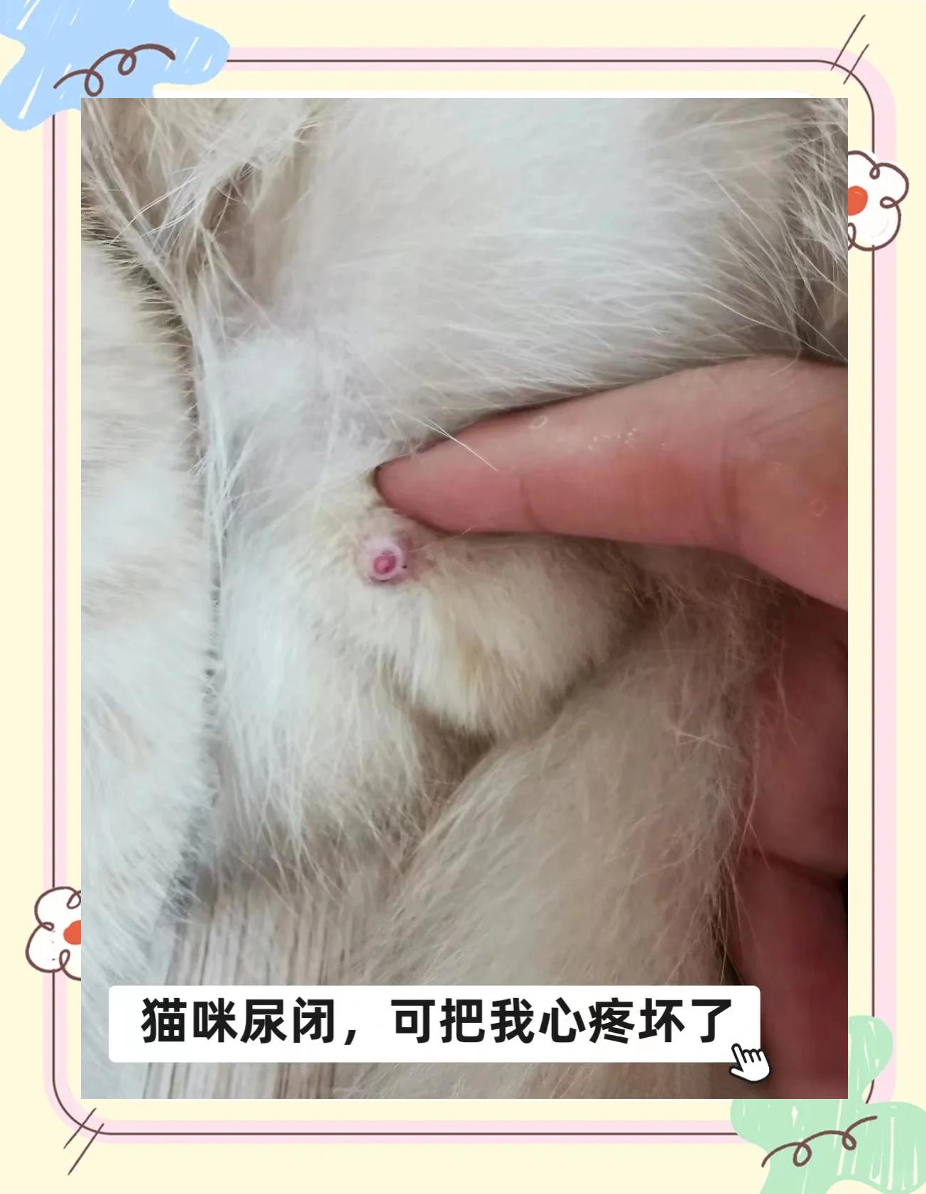 猫咪自闭症的表现(猫猫有自闭症怎么办) 猫咪自闭症的表现(猫猫有自闭症怎么办)