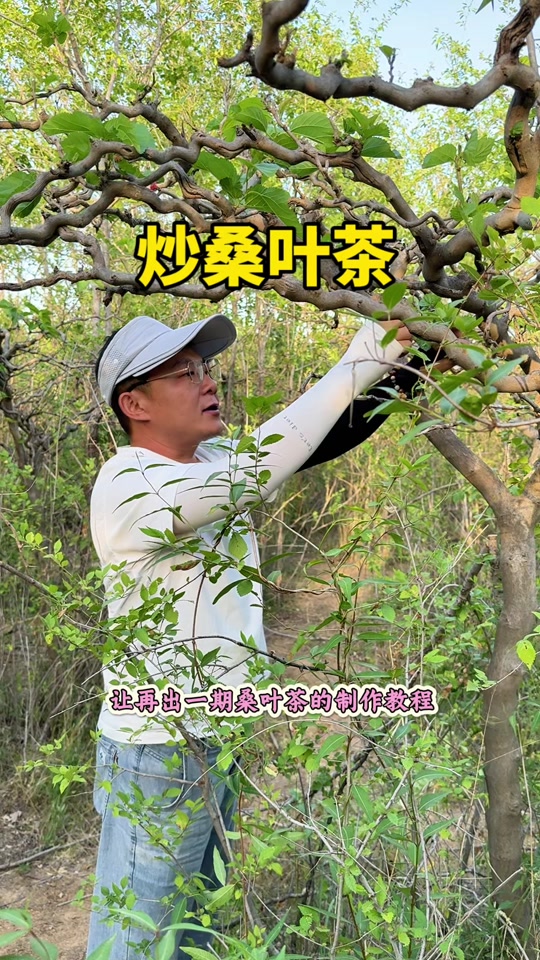 芊罗叶茶的功效与作用(芊罗叶茶的功效与作用如何储存) 芊罗叶茶的功效与作用(芊罗叶茶的功效与作用如何储存)