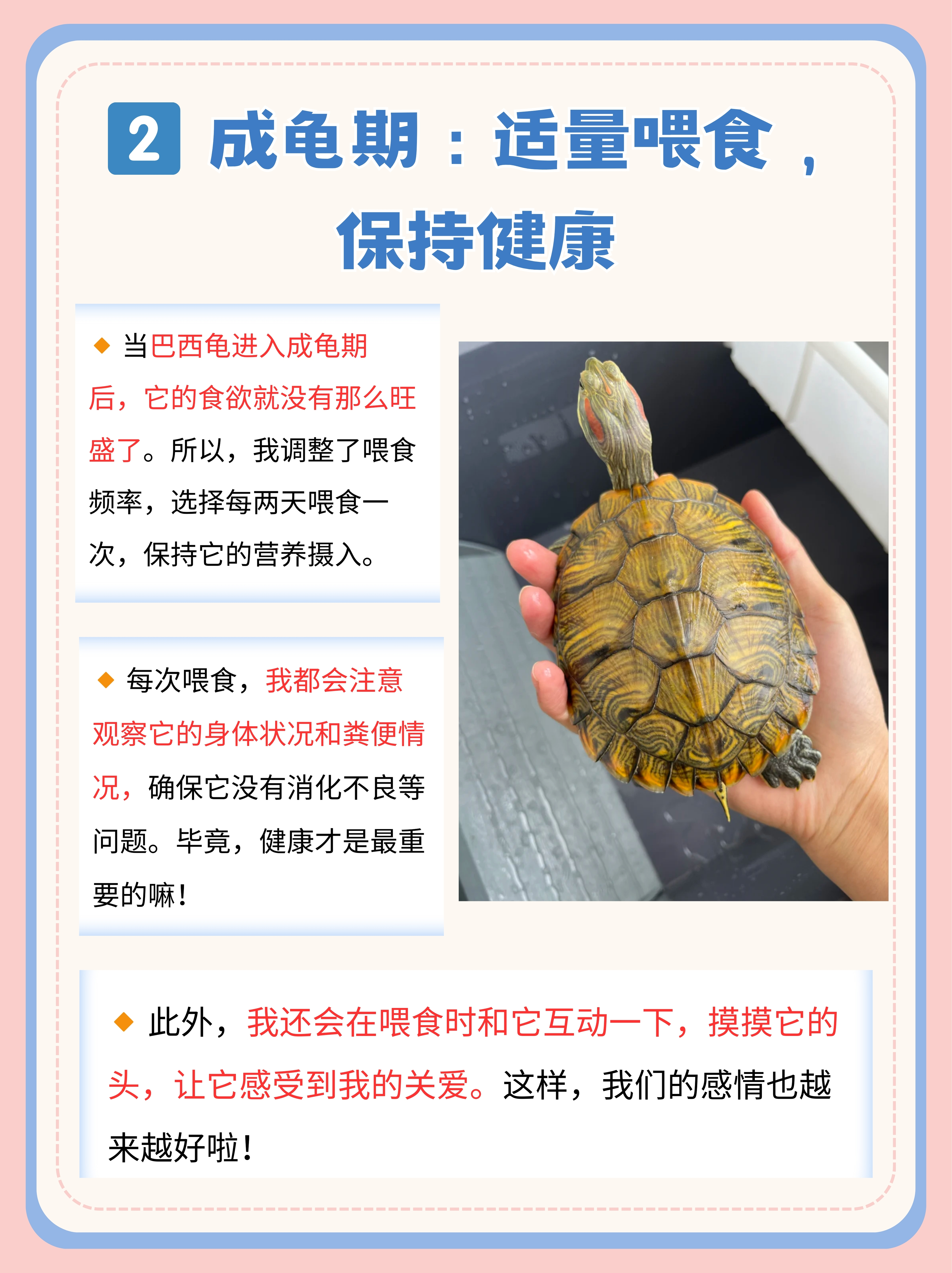 送乌龟的寓意是什么(送乌龟的寓意是什么意思)