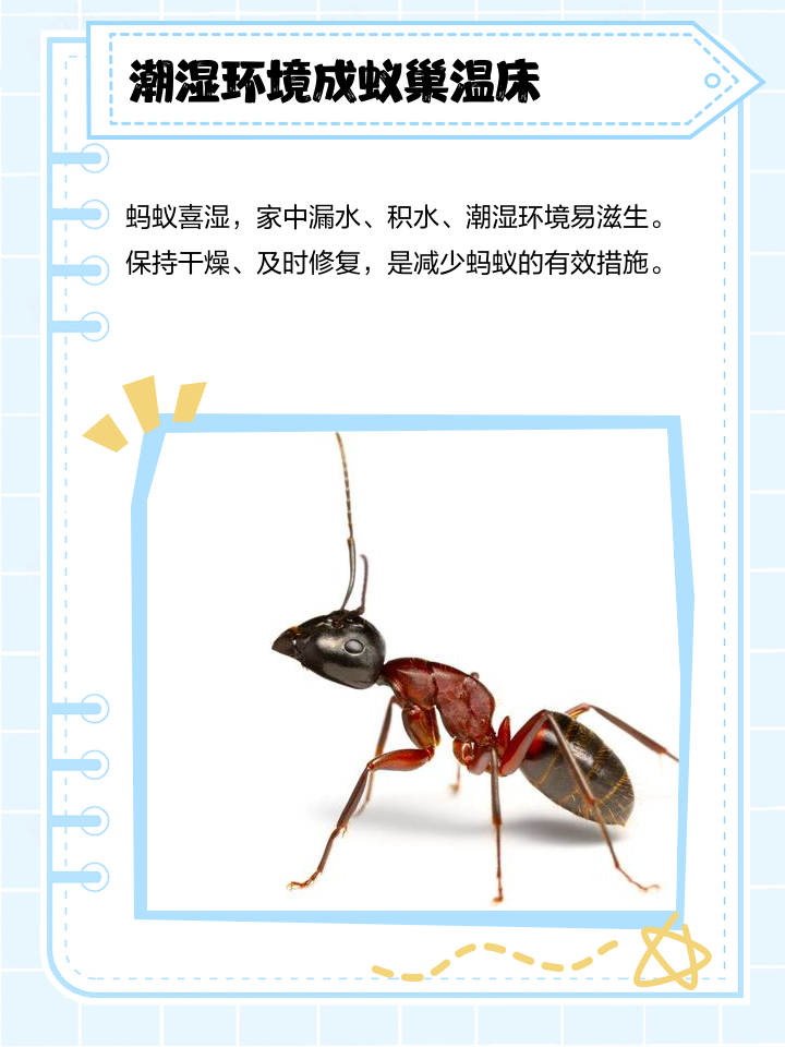 家里突然出现好多蚂蚁怎么回事(家里突然出现很多蚂蚁什么预兆,易经)