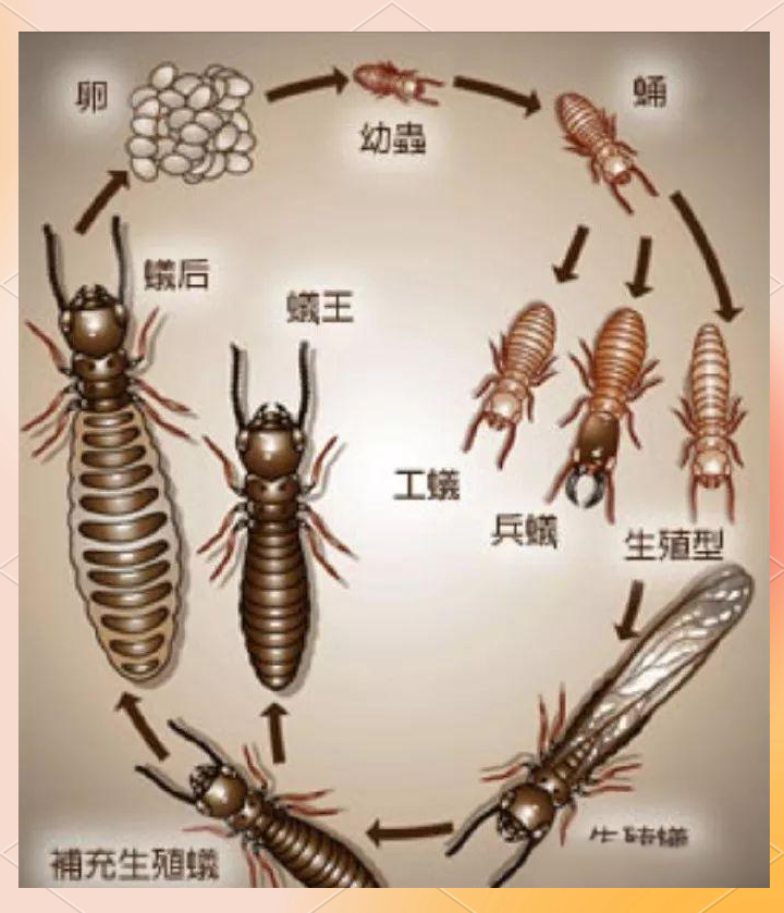 家里突然出现好多蚂蚁怎么回事(家里突然出现很多蚂蚁什么预兆,易经)