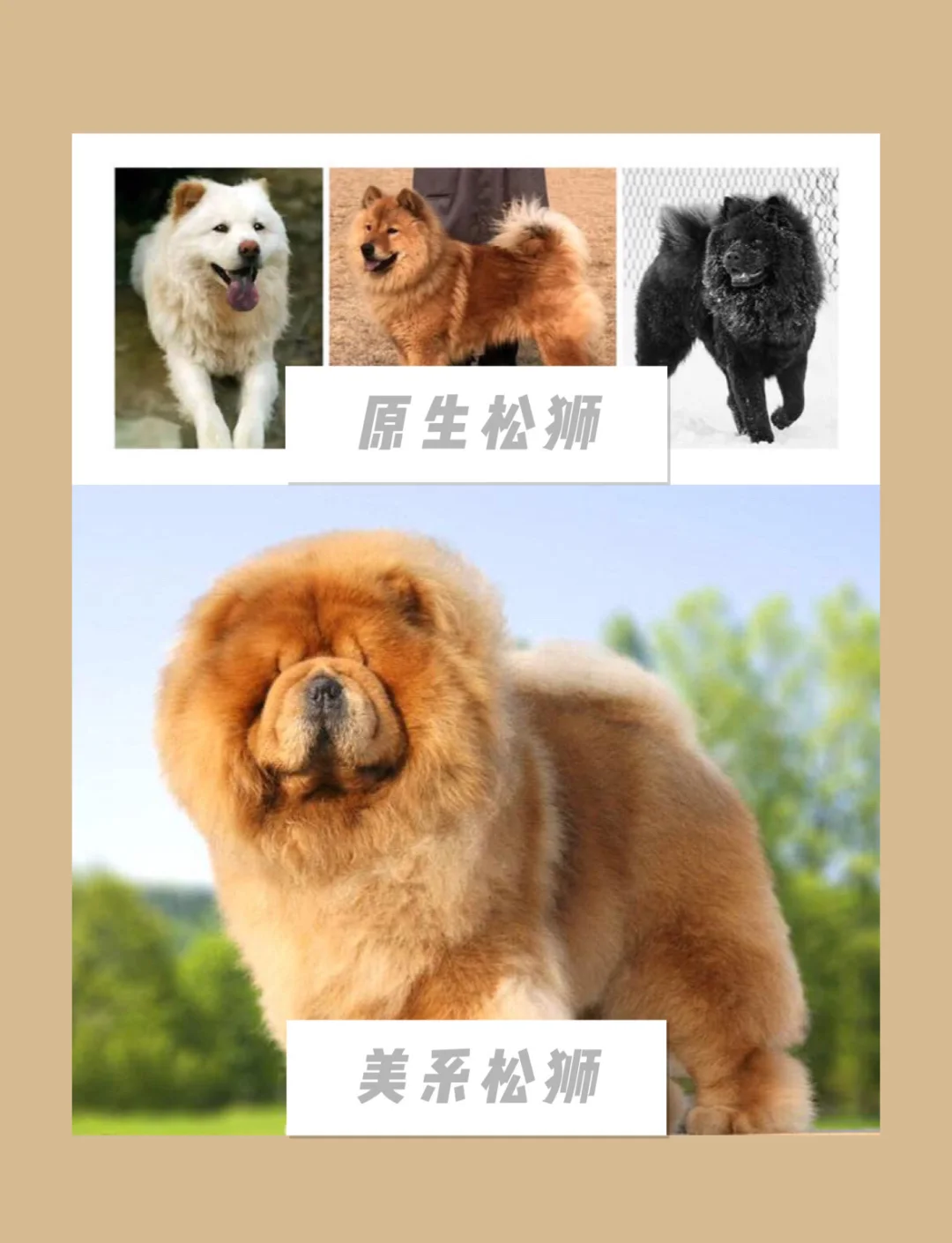 西藏梗(西藏梗串串) 西藏梗(西藏梗串串)