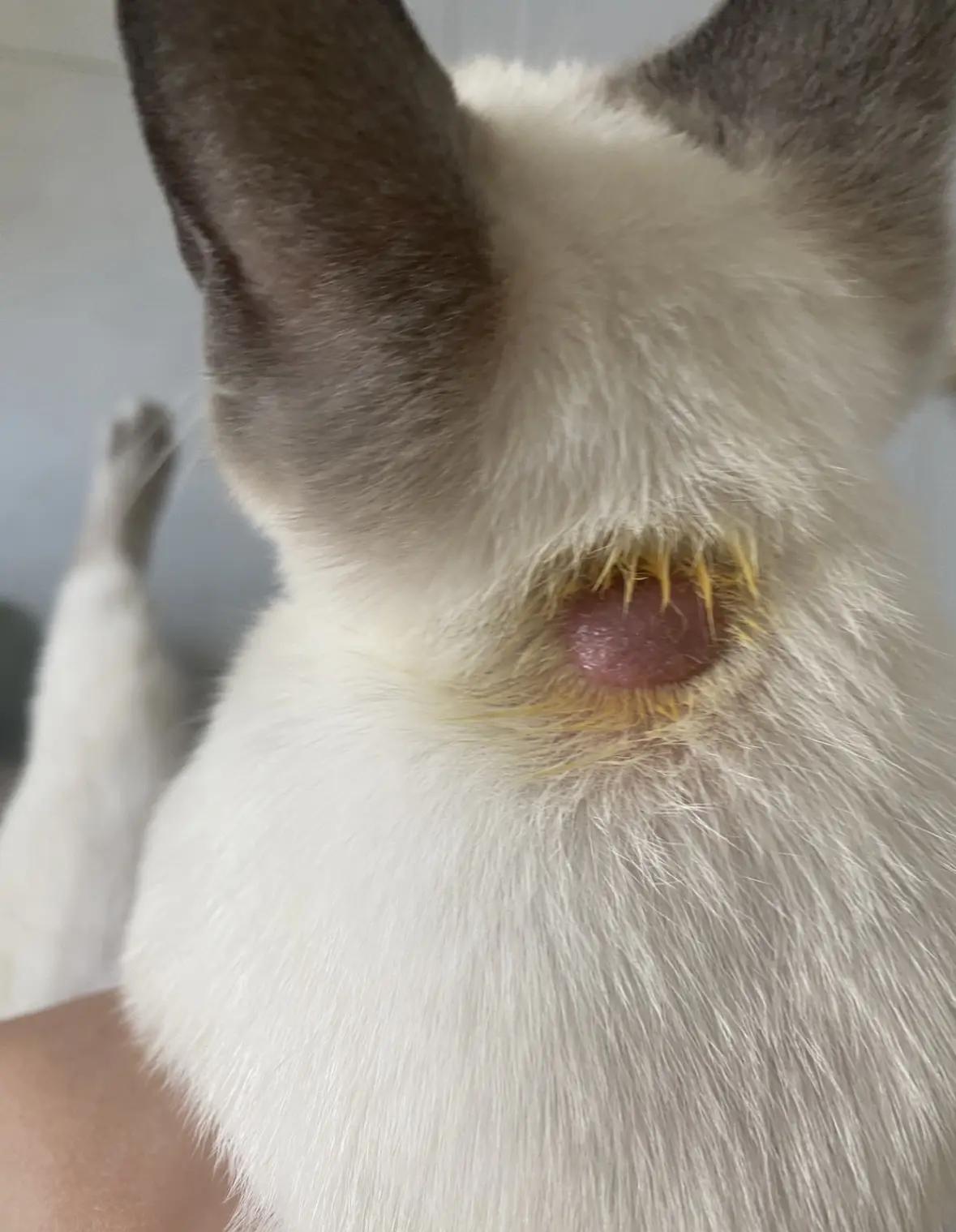 猫咪颅内出血早期表现(猫咪颅内出血早期表现图片)
