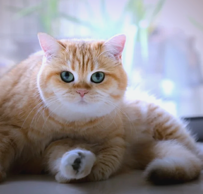 母橘猫很稀有吗(母橘猫好还是公橘猫好) 母橘猫很稀有吗(母橘猫好还是公橘猫好)