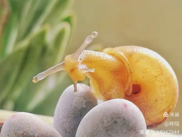 虫部落(虫部落搜索引擎大全) 虫部落(虫部落搜索引擎大全)
