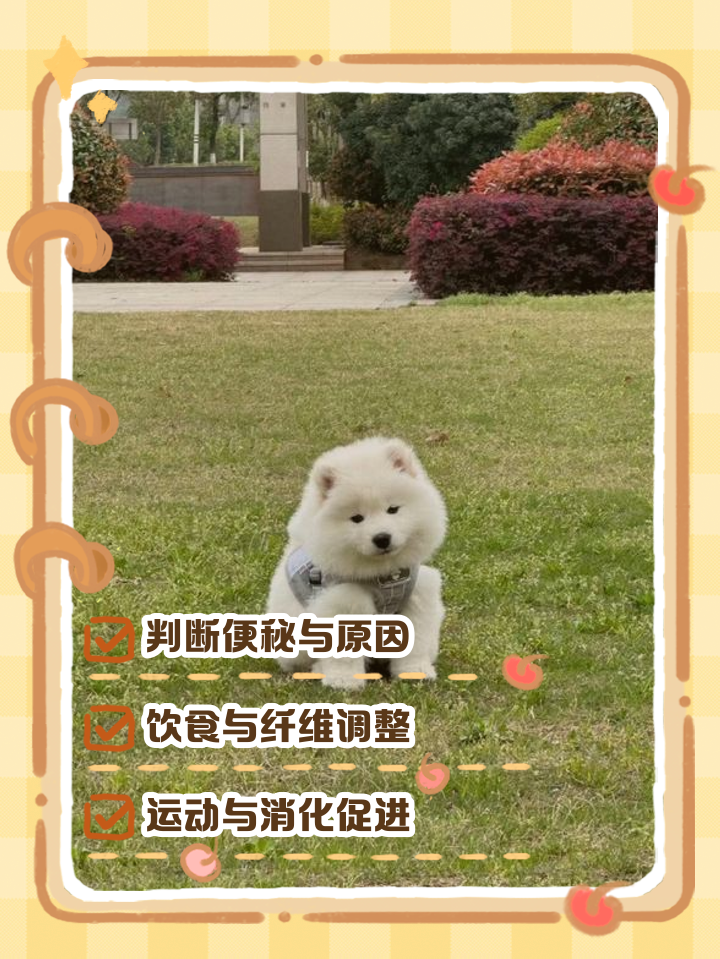 狗狗拉屎拉不出来怎么办(狗狗大便堵在肛门,很硬,怎么办) 狗狗拉屎拉不出来怎么办(狗狗大便堵在肛门,很硬,怎么办)