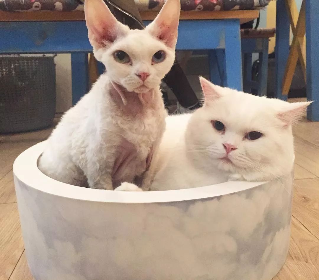 猫咪眼睛流泪有分泌物黄褐色(猫咪眼睛流泪有分泌物 黄褐色用什么药) 猫咪眼睛流泪有分泌物黄褐色(猫咪眼睛流泪有分泌物 黄褐色用什么药)