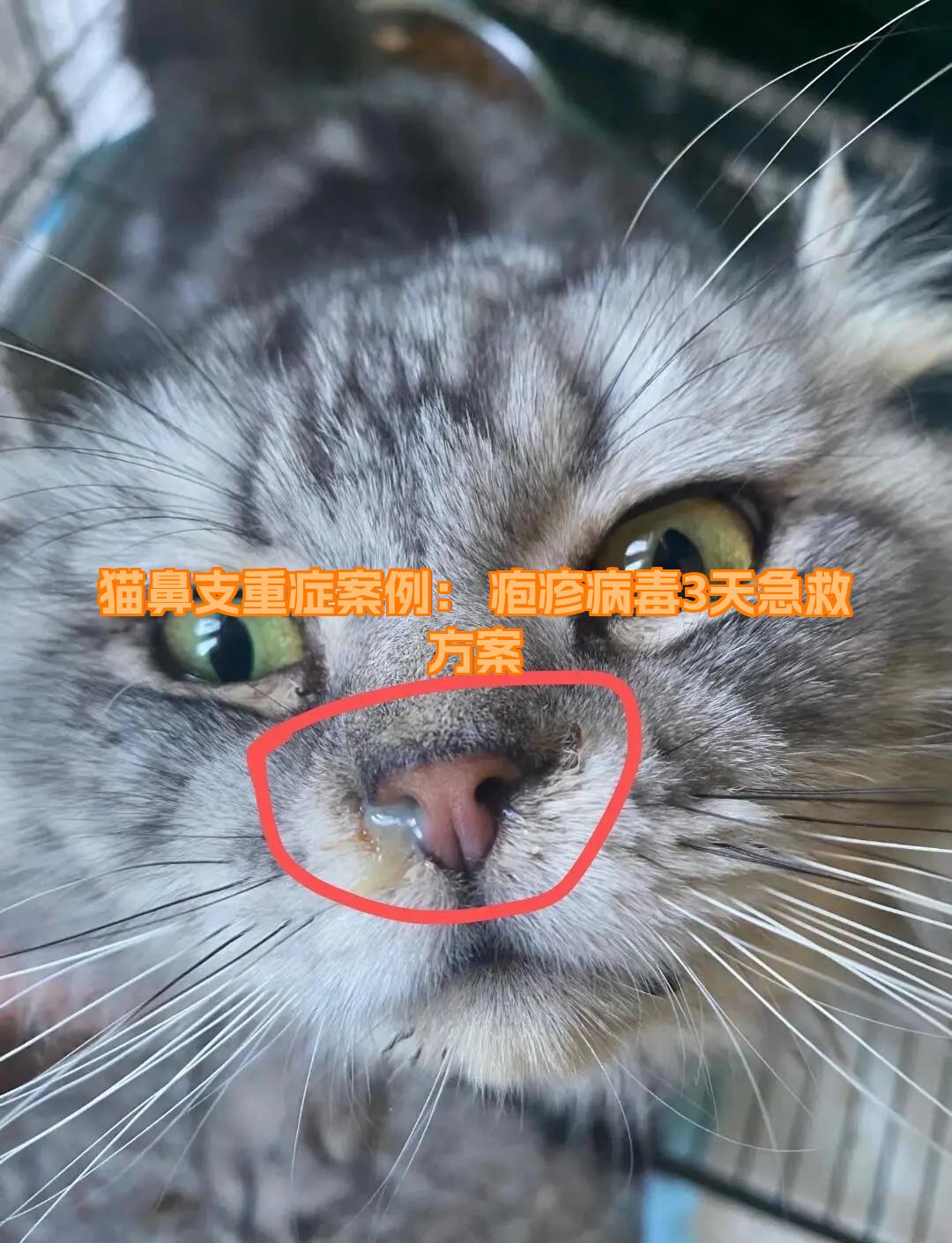猫干扰素(猫干扰素的用法用量) 猫干扰素(猫干扰素的用法用量)