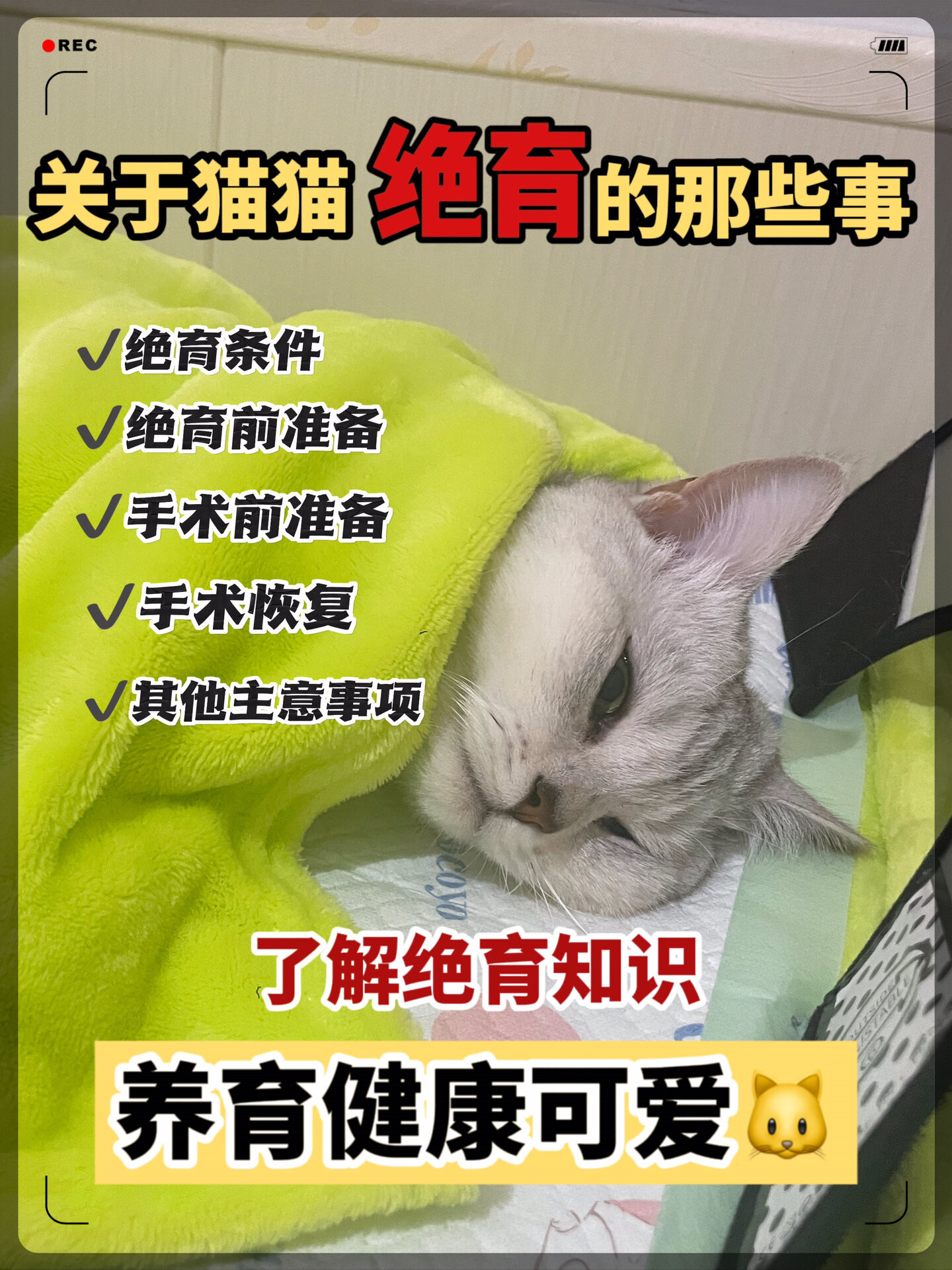 猫咪生孩子主人要做什么(猫咪生孩子主人要做什么事) 猫咪生孩子主人要做什么(猫咪生孩子主人要做什么事)