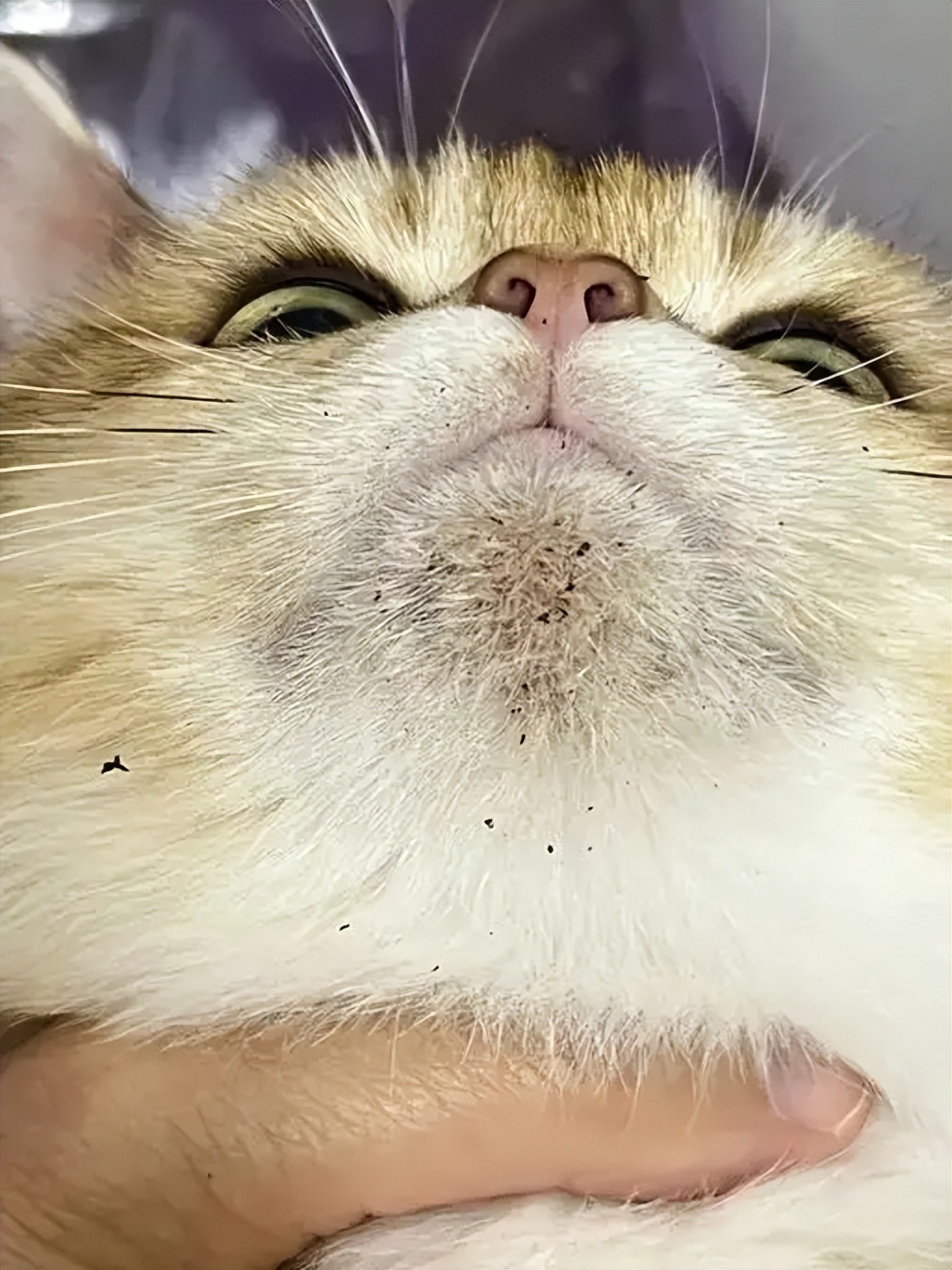 猫咪毛里面有黑渣渣是什么(猫咪毛里面有黑渣渣是什么东西) 猫咪毛里面有黑渣渣是什么(猫咪毛里面有黑渣渣是什么东西)