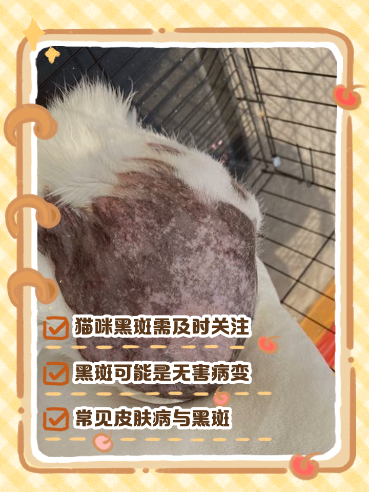 猫咪毛里面有黑渣渣是什么(猫咪毛里面有黑渣渣是什么东西) 猫咪毛里面有黑渣渣是什么(猫咪毛里面有黑渣渣是什么东西)