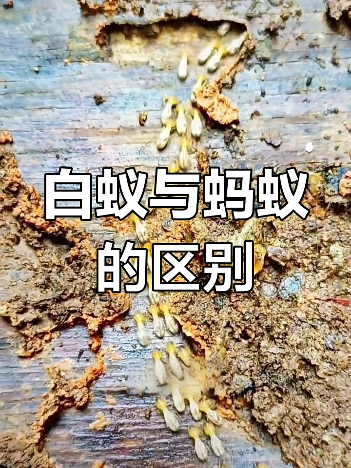 蚂蚁入屋预兆(蚂蚁进屋有什么预兆) 蚂蚁入屋预兆(蚂蚁进屋有什么预兆)