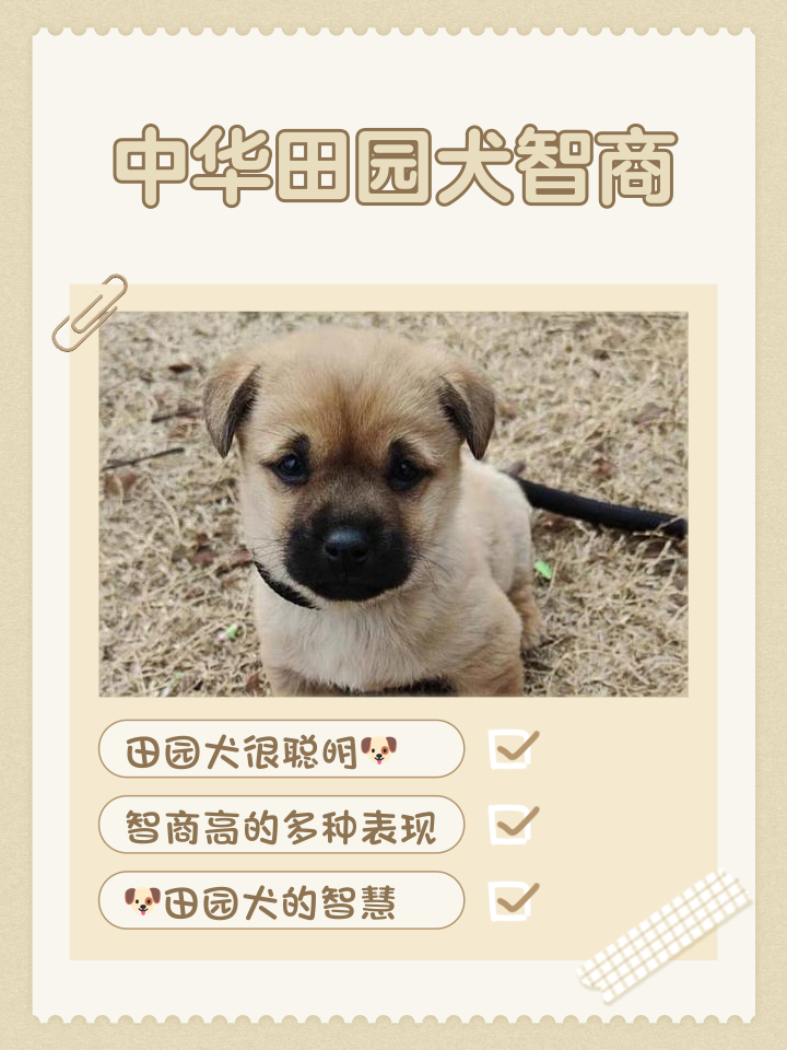 中华田园犬的优缺点(中华田园犬的优缺点及性格) 中华田园犬的优缺点(中华田园犬的优缺点及性格)