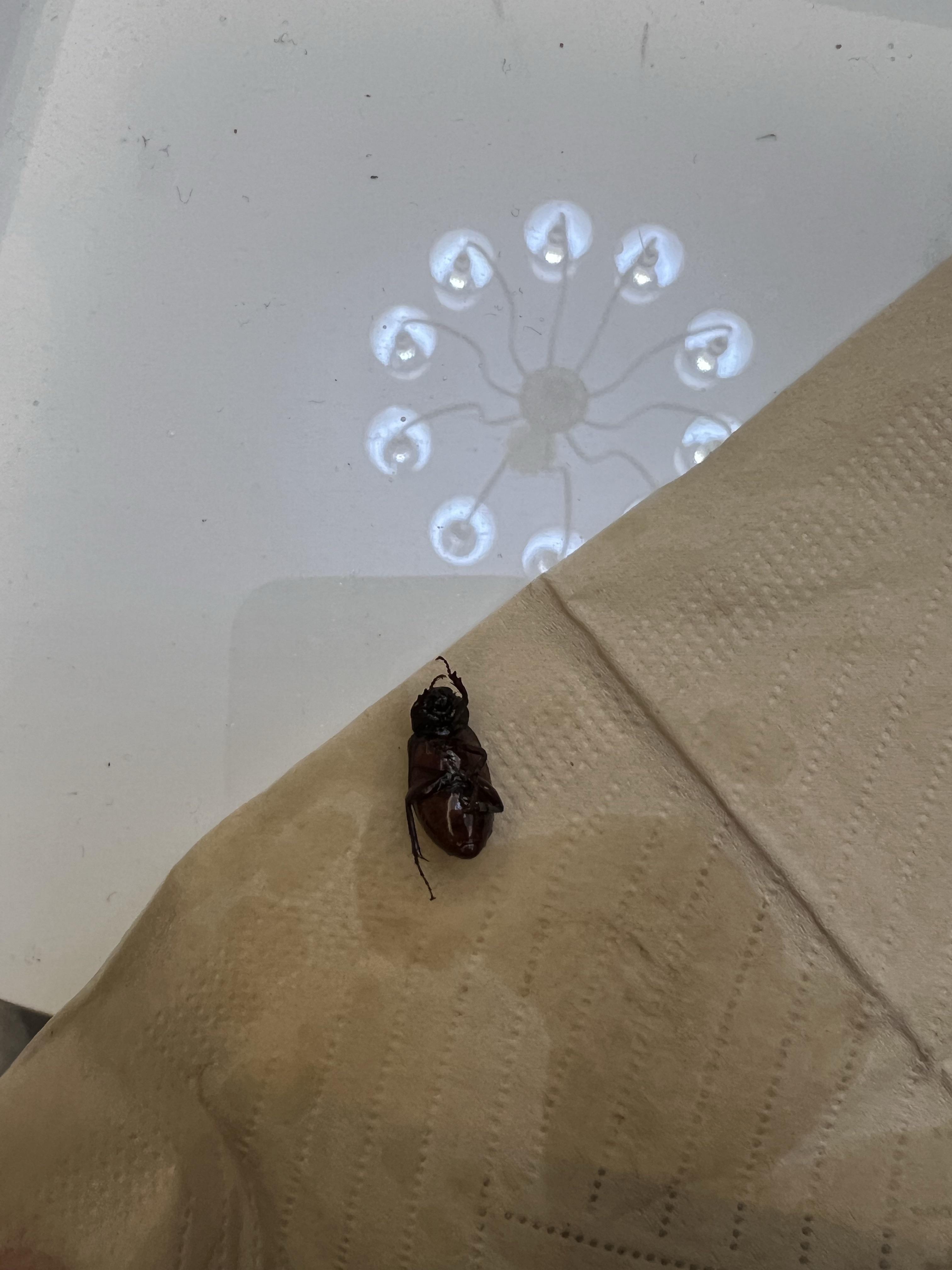 家里会飞的棕色硬壳小虫子(家里会飞的棕色硬壳小虫子如何清除) 家里会飞的棕色硬壳小虫子(家里会飞的棕色硬壳小虫子如何清除)