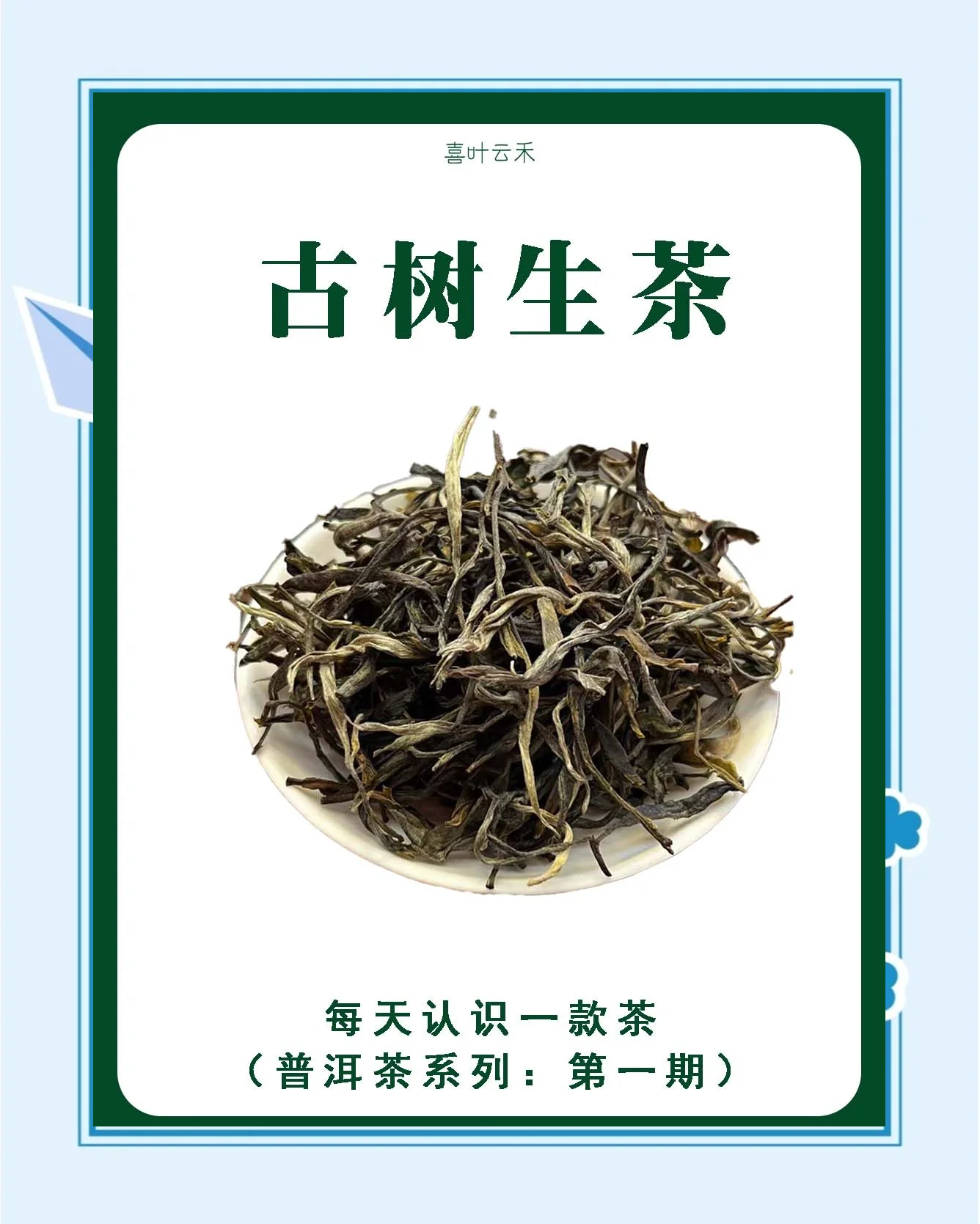 古树白茶的功效与作用(云南古树白茶的功效与作用)