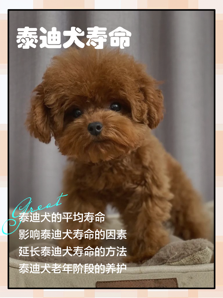 泰迪长到几个月就不长了(泰迪长到几个月就不长了正常吗) 泰迪长到几个月就不长了(泰迪长到几个月就不长了正常吗)