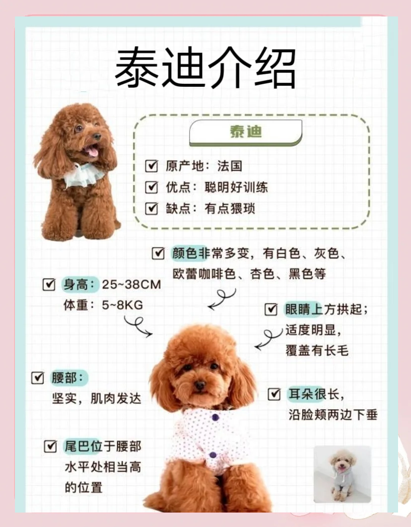 泰迪长到几个月就不长了(泰迪长到几个月就不长了正常吗) 泰迪长到几个月就不长了(泰迪长到几个月就不长了正常吗)