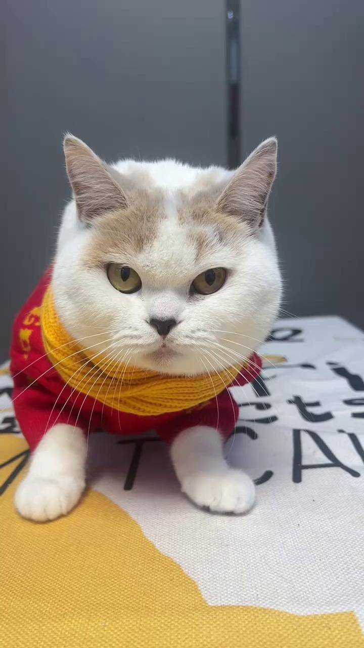 小猫喜欢吃什么(小猫喜欢吃什么蔬菜)