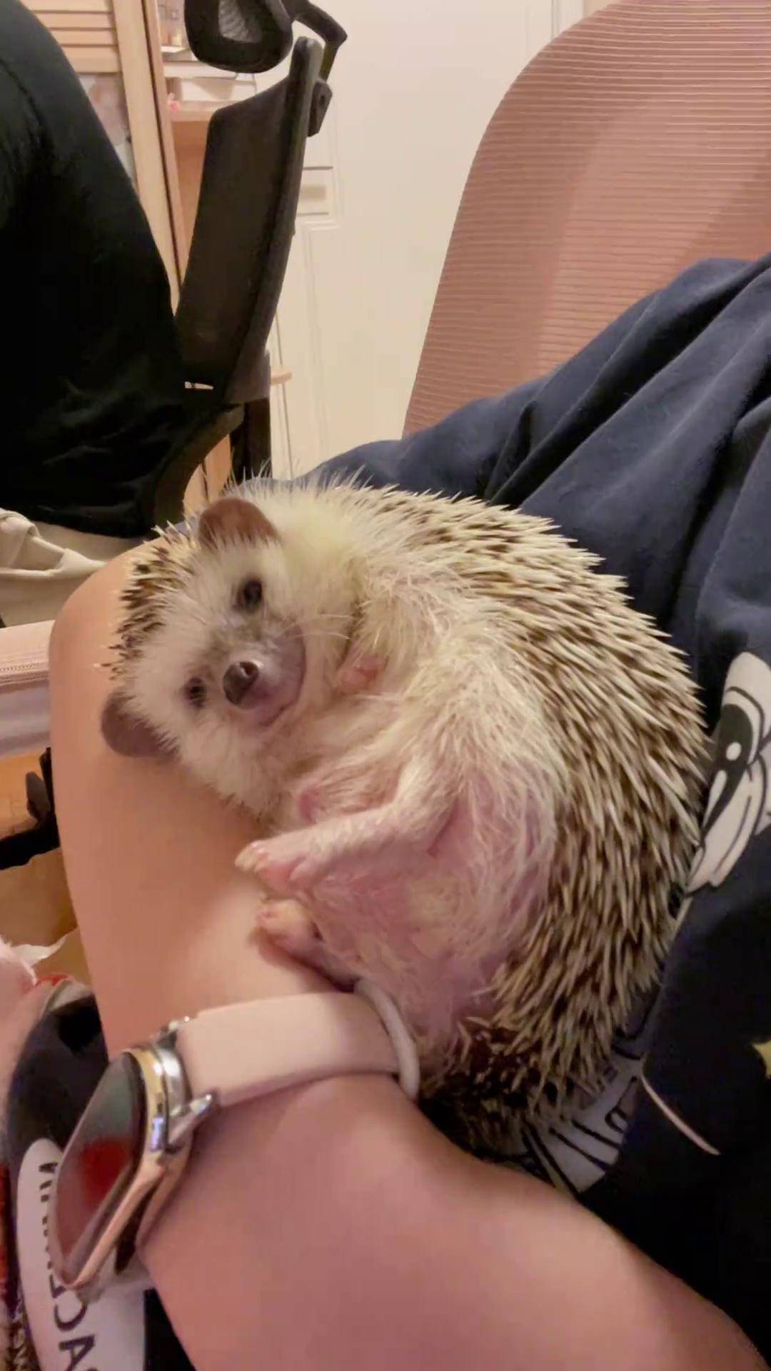 刺猬好养吗(刺猬好养吗适合家养吗) 刺猬好养吗(刺猬好养吗适合家养吗)