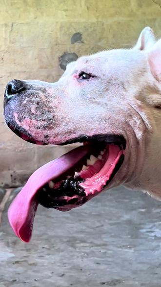 杜高犬十个不养的理由(杜高犬十个不养的理由图片) 杜高犬十个不养的理由(杜高犬十个不养的理由图片)