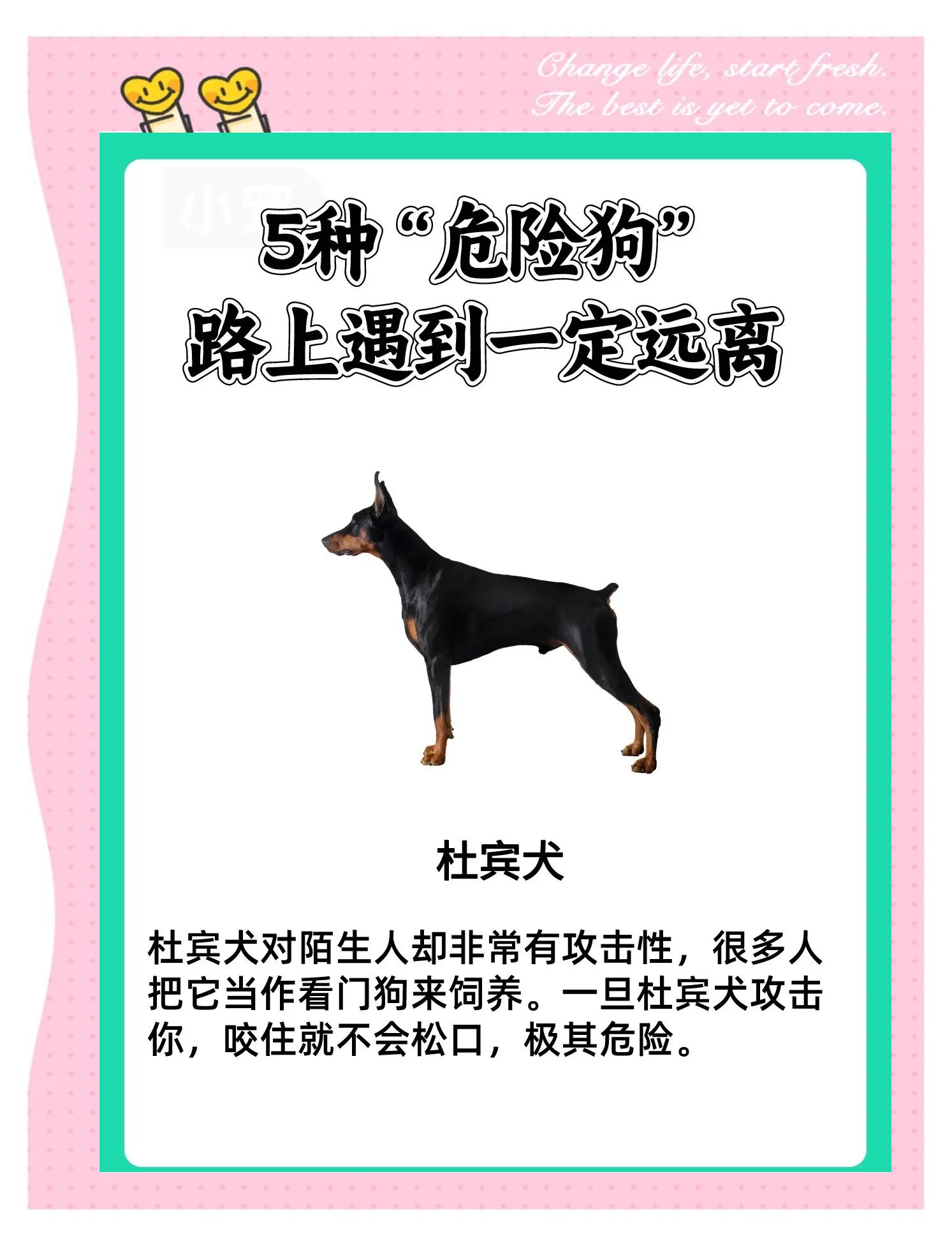杜高犬十个不养的理由(杜高犬十个不养的理由图片) 杜高犬十个不养的理由(杜高犬十个不养的理由图片)