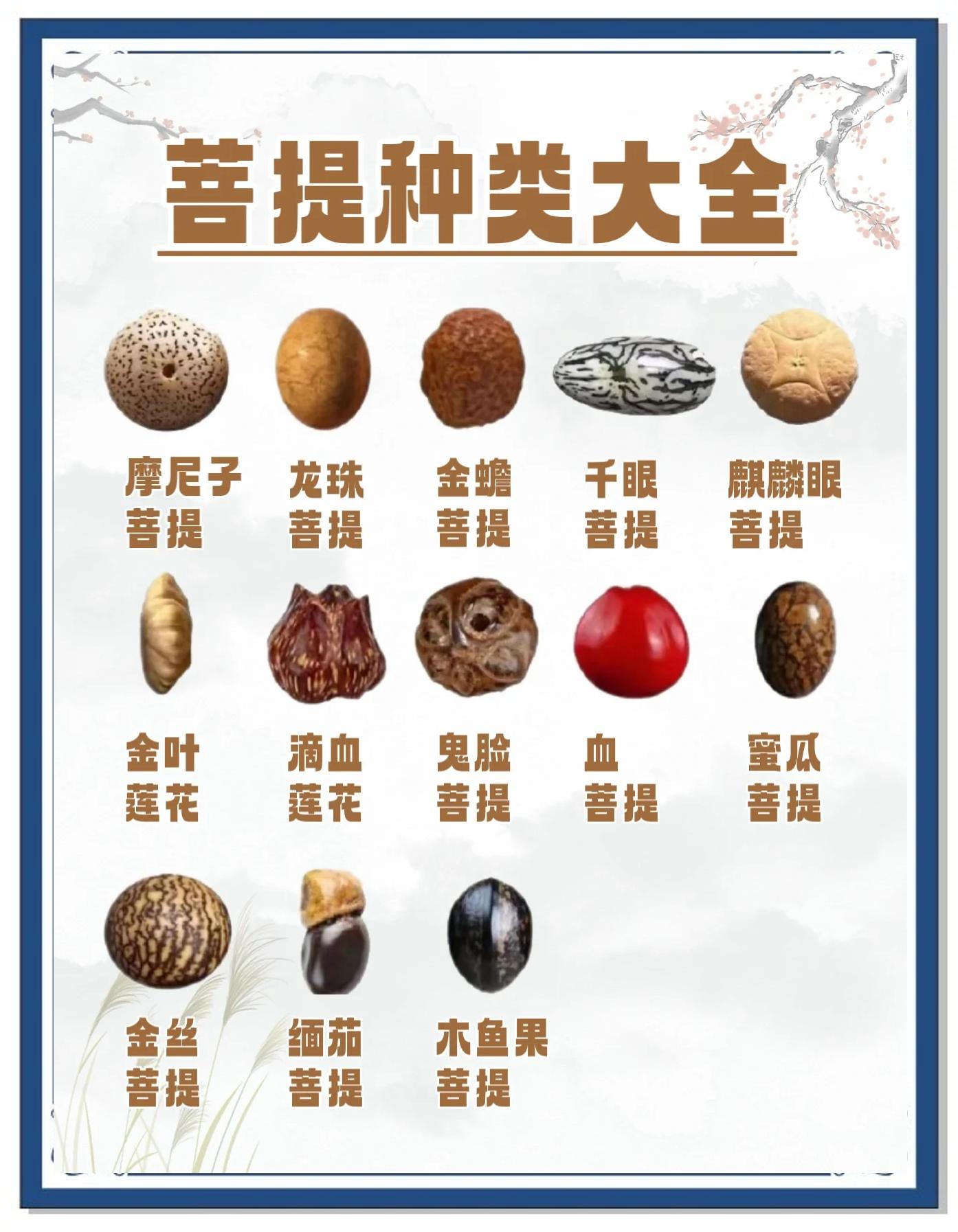 菩提子的种类全解图(菩提子的种类全解图视频) 菩提子的种类全解图(菩提子的种类全解图视频)