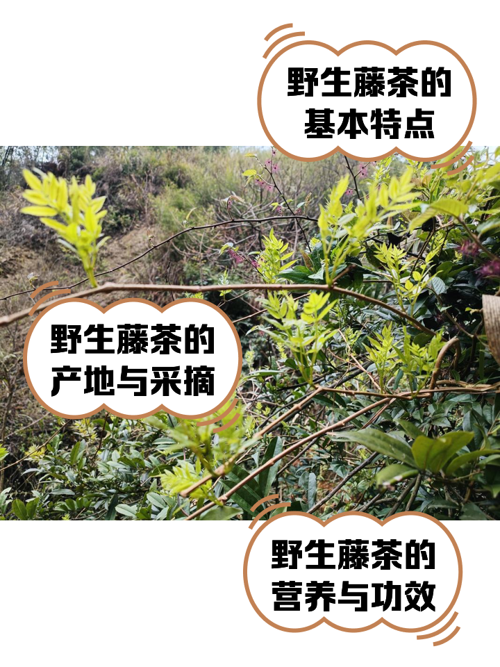 赤苍藤的功效与作用图片(赤苍藤的功效与作用图片及功效) 赤苍藤的功效与作用图片(赤苍藤的功效与作用图片及功效)