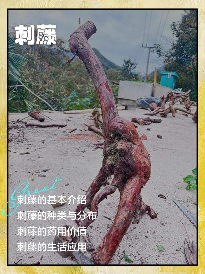 赤苍藤的功效与作用图片(赤苍藤的功效与作用图片及功效) 赤苍藤的功效与作用图片(赤苍藤的功效与作用图片及功效)