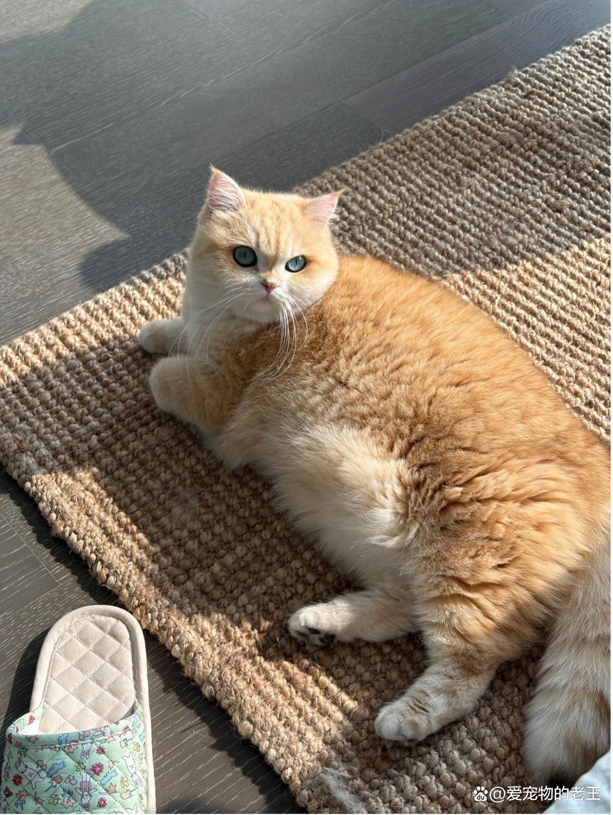 猫根本不必打三联(猫根本不必打三联 知乎) 猫根本不必打三联(猫根本不必打三联 知乎)