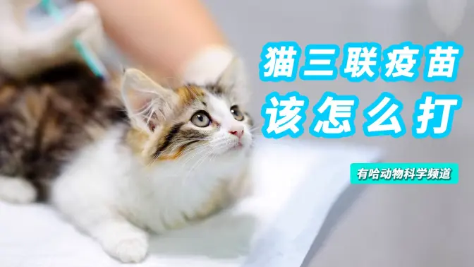 猫根本不必打三联(猫根本不必打三联 知乎) 猫根本不必打三联(猫根本不必打三联 知乎)