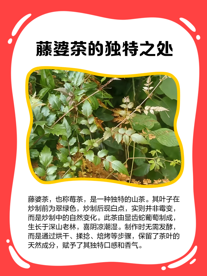藤婆茶的功效与作用(藤婆茶的功效与作用及禁忌人群) 藤婆茶的功效与作用(藤婆茶的功效与作用及禁忌人群)